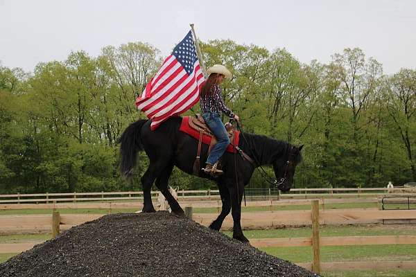 trail-friesian-horse