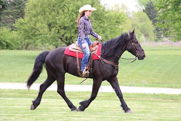 all-around-friesian-horse