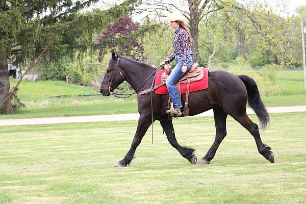 beginner-friesian-horse