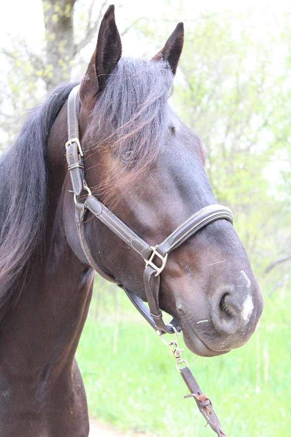 jumper-friesian-horse