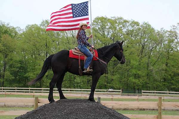 trick-friesian-horse