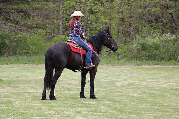 experienced-friesian-horse