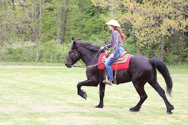 flashy-friesian-horse