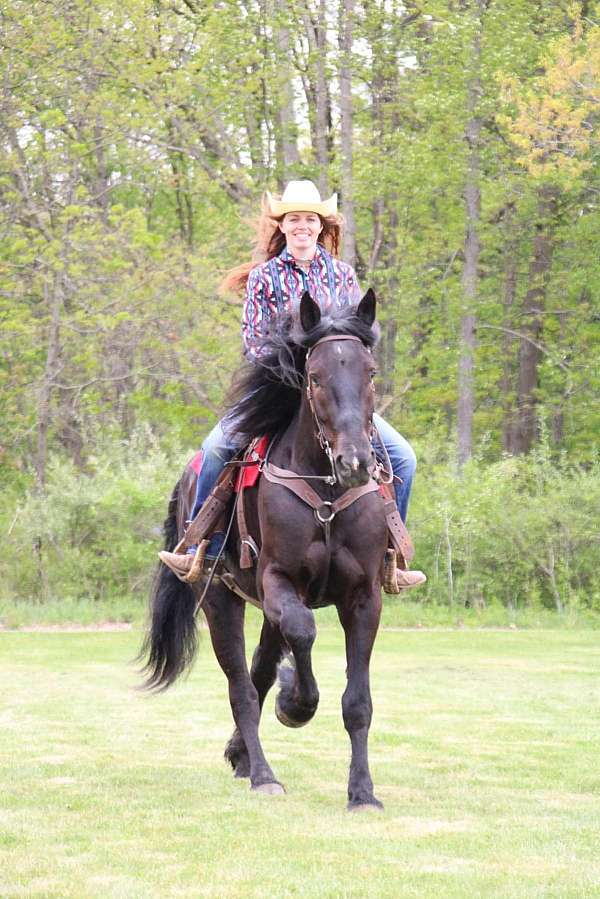 husband-safe-friesian-horse