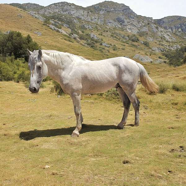 flea-bitten-andalusian-horse