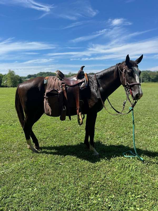 athletic-tennessee-walking-horse