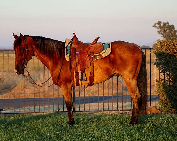 family-horse-quarter