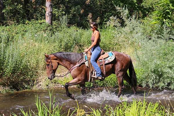 ranch-work-quarter-horse