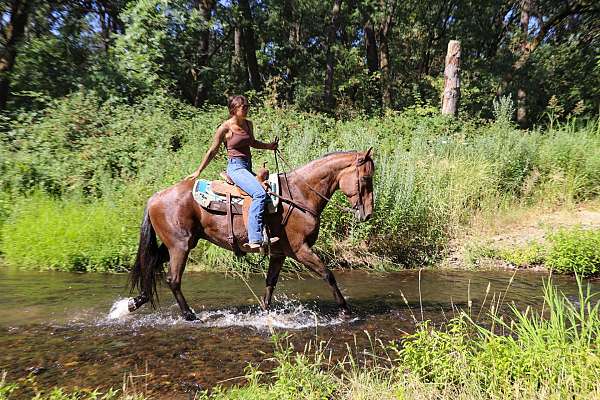 draft-quarter-horse