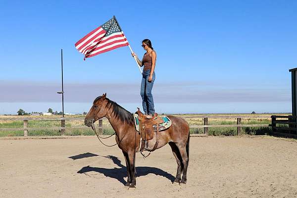 trail-quarter-horse