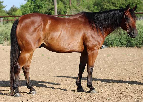 ranch-work-quarter-horse