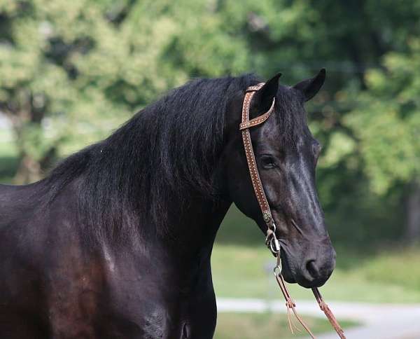 friesian-sport-horse