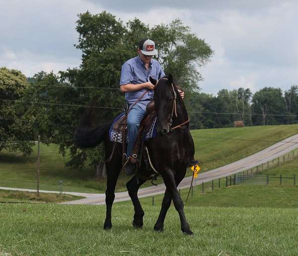 ranch-friesian-horse