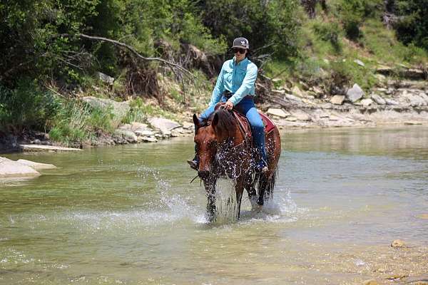 beginner-safe-quarter-horse