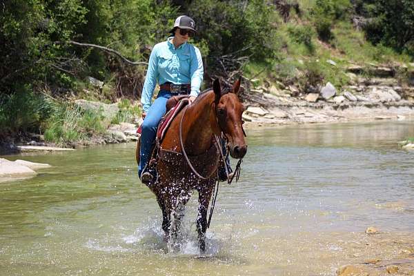 ranch-work-quarter-horse