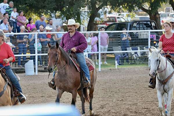 all-around-quarter-horse