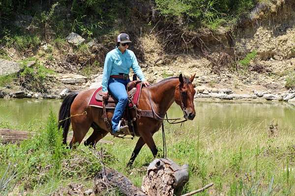 trail-quarter-horse