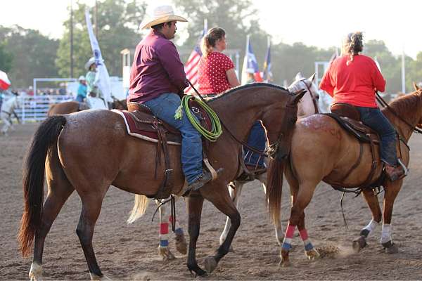 beginner-quarter-horse