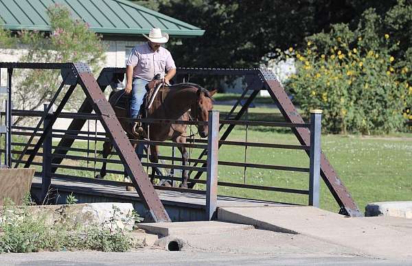 ranch-quarter-horse