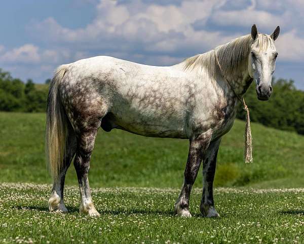 palomino-star-horse