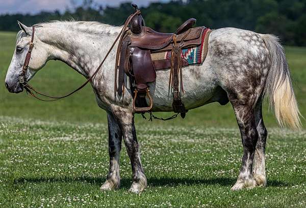 ranch-work-quarter-horse