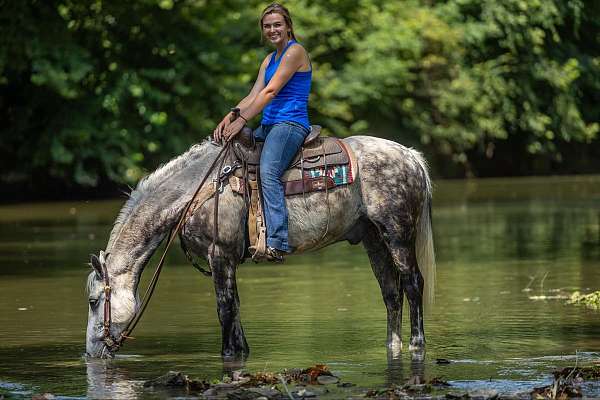 trail-quarter-horse