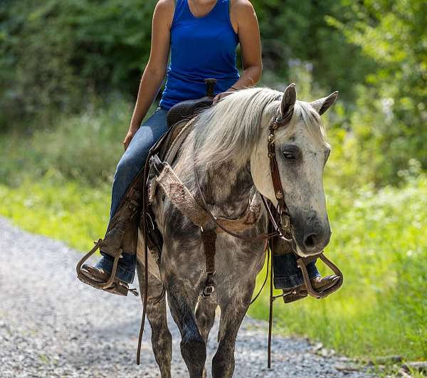 athletic-quarter-horse