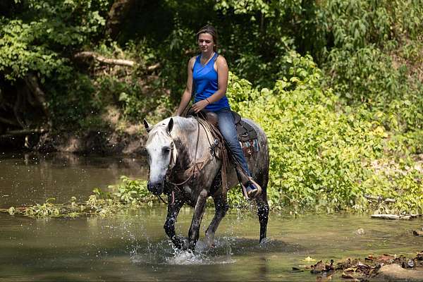 beginner-quarter-horse