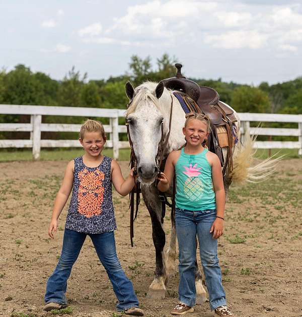 aqha-gelding-quarter-horse