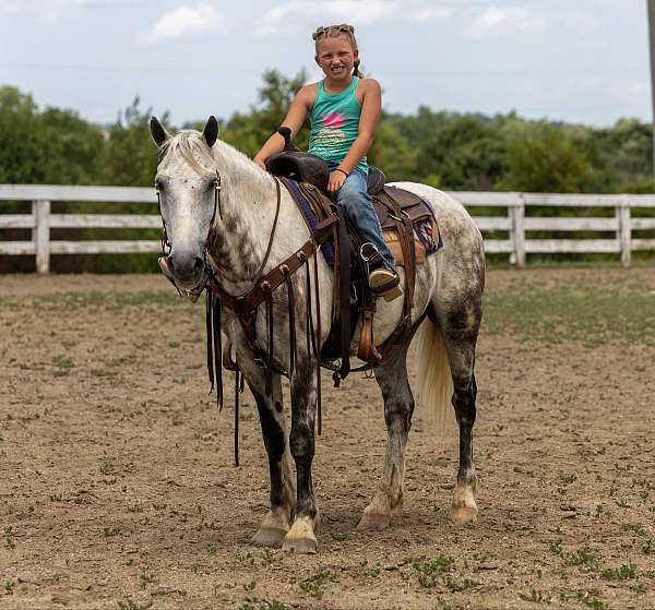 aqha-quarter-horse