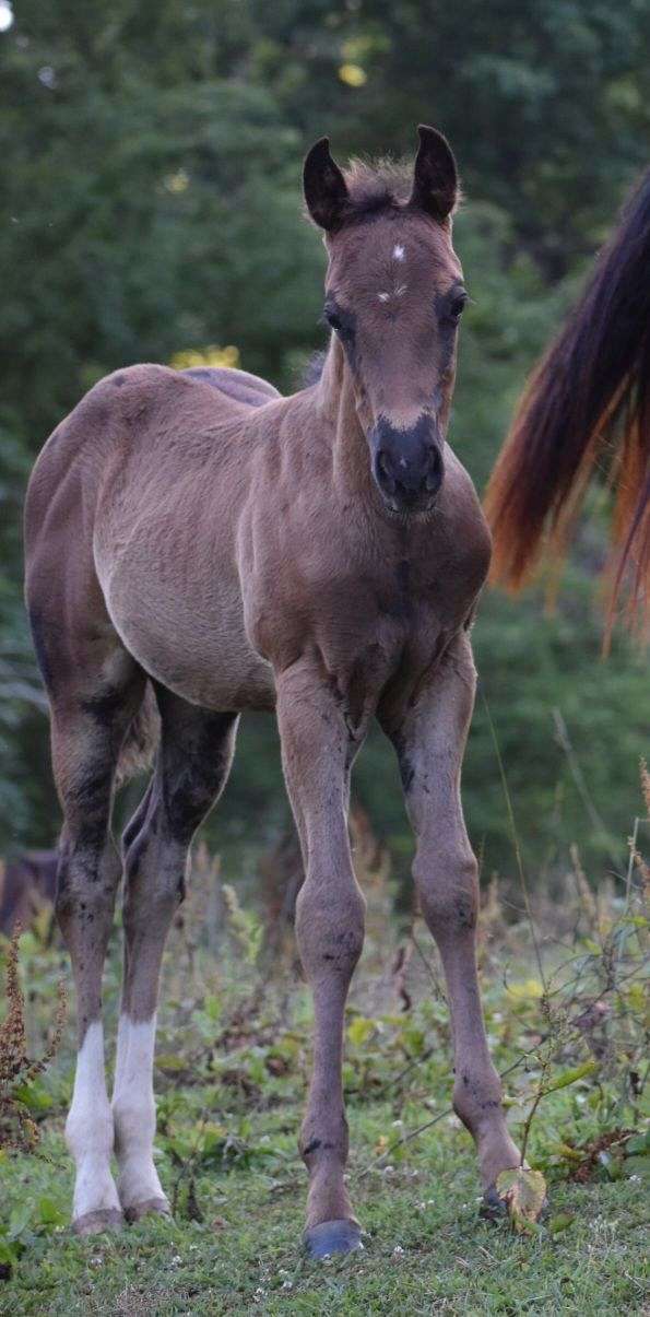 breeding-flashy-colt-foal