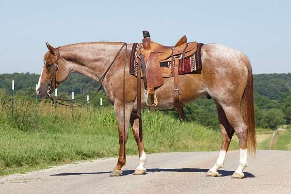 blaze-rear-socks-horse