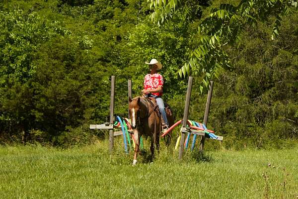 beginner-safe-quarter-horse