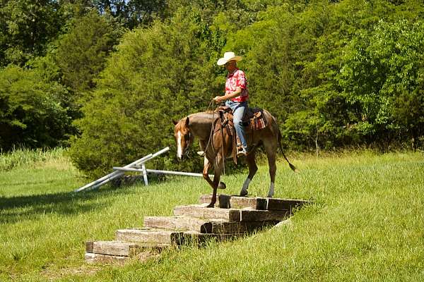 ranch-work-quarter-horse