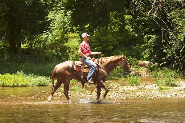 trail-quarter-horse