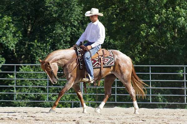 all-around-quarter-horse