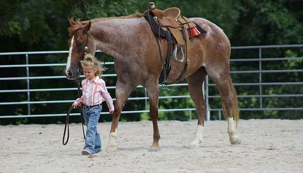 beginner-quarter-horse