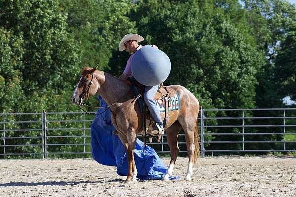 experienced-quarter-horse