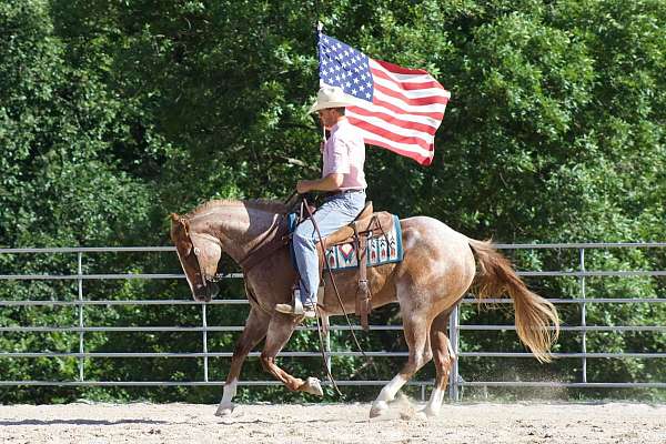 flashy-quarter-horse