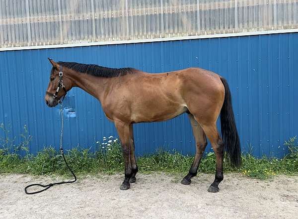 bay-thoroughbred-gelding