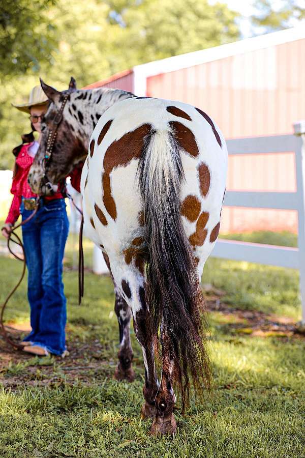 beginner-safe-quarter-horse