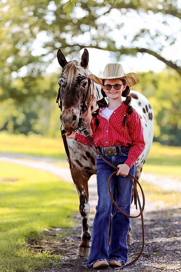 family-horse-quarter