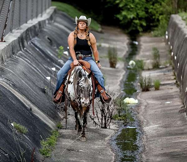 athletic-quarter-horse