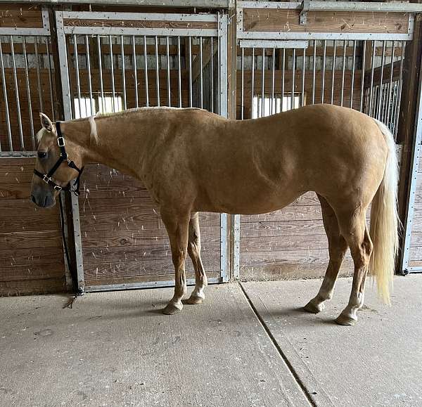 apha-paint-palomino-broodmare