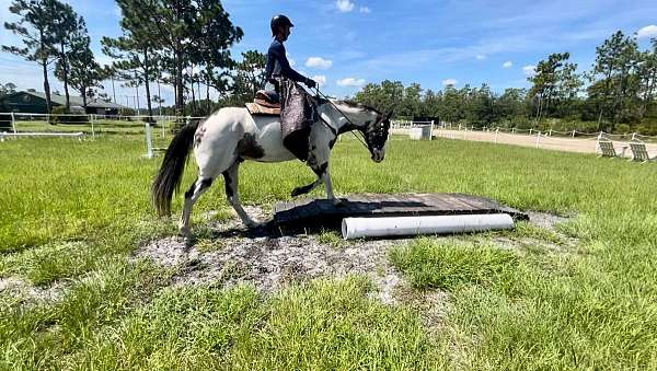 beginner-safe-quarter-horse