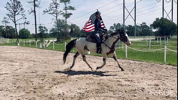 family-horse-quarter