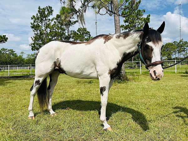 ranch-work-quarter-horse