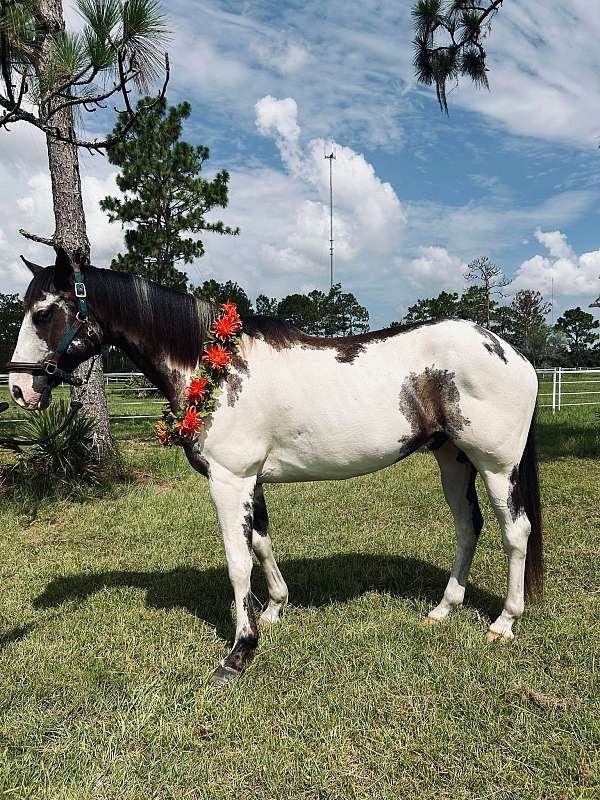 all-around-quarter-horse