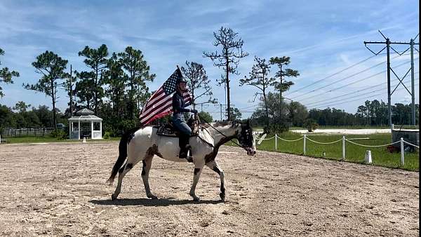 trail-quarter-horse