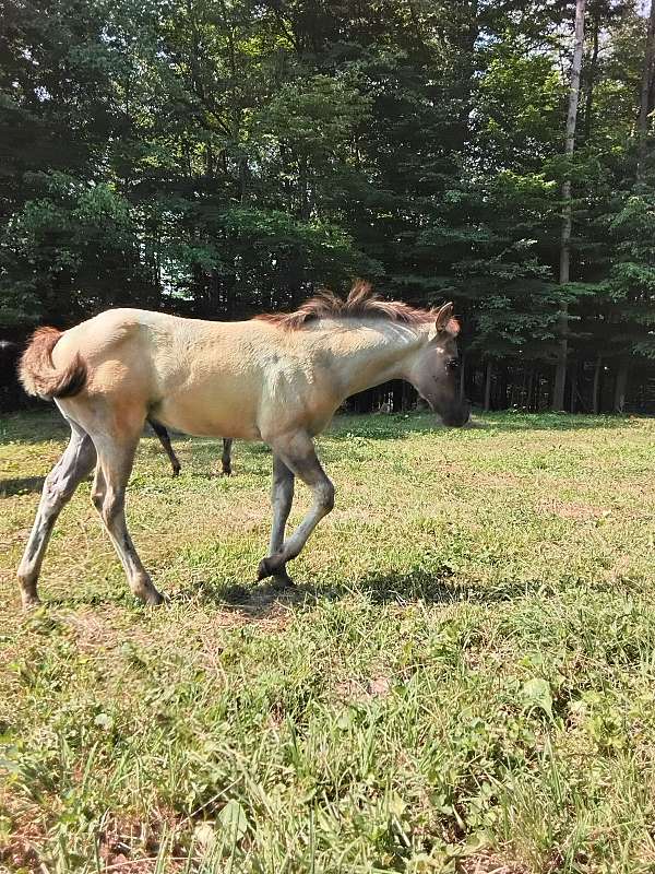 grulla-roan-quarter-horse-filly